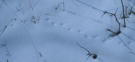 (probable) Short-tailed Shrew tracks