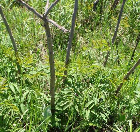 The fire killed the smooth sumac stems, but this is a fire-adapted species of the prairies, and new shoots are rising.
