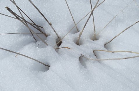 This is true even on the fine scale. Here, grass stems are warming enough to melt the snow around them.