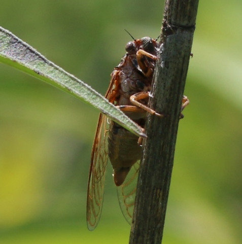 Here’s another West Chicago Prairie cicada, singing from a dead stem.