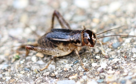 Japanese burrowing cricket 